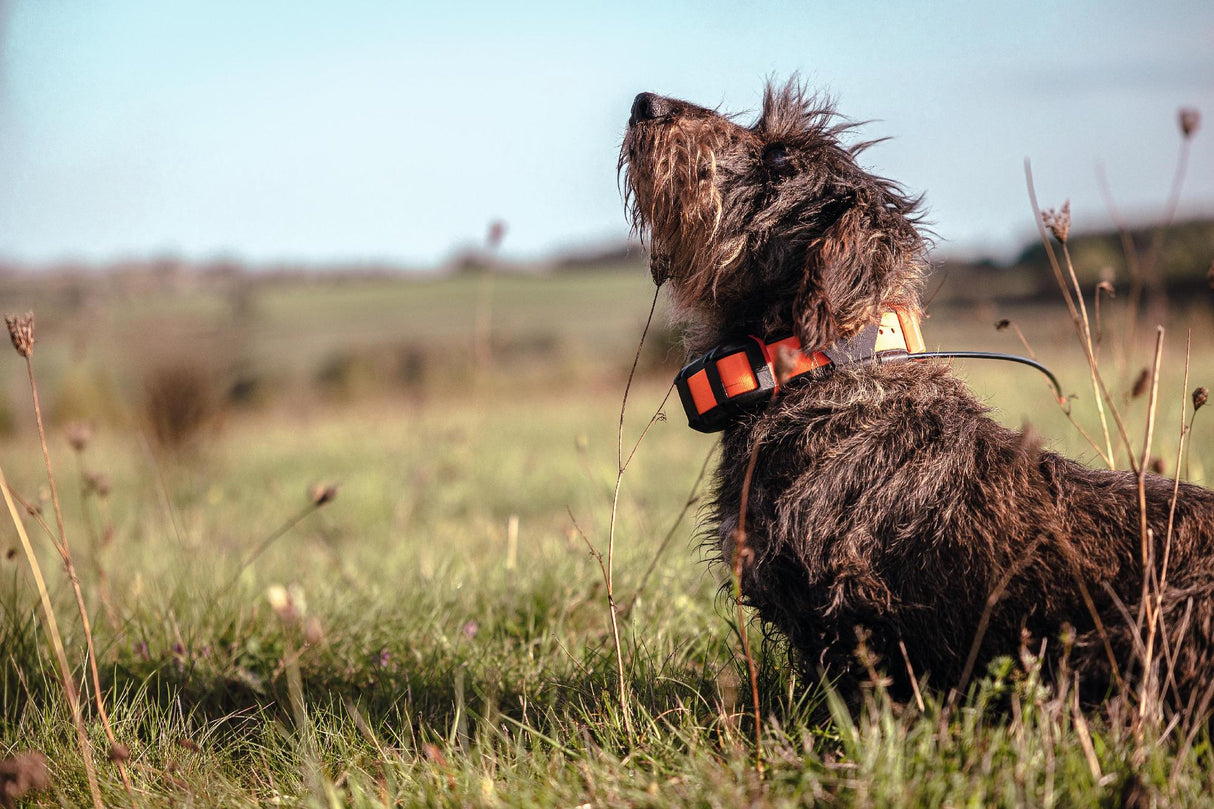 Alpha T20 GPS collar